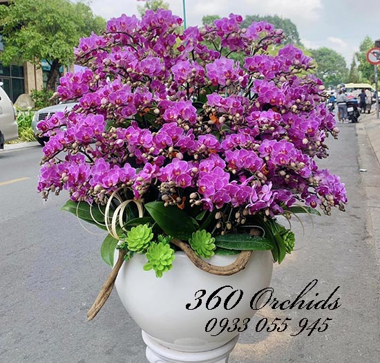 Chậu lan hồ điệp mini - Ước nguyện trăm năm