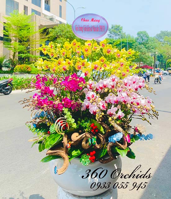 Chậu lan hồ điệp mini - Vinh quang rực rỡ