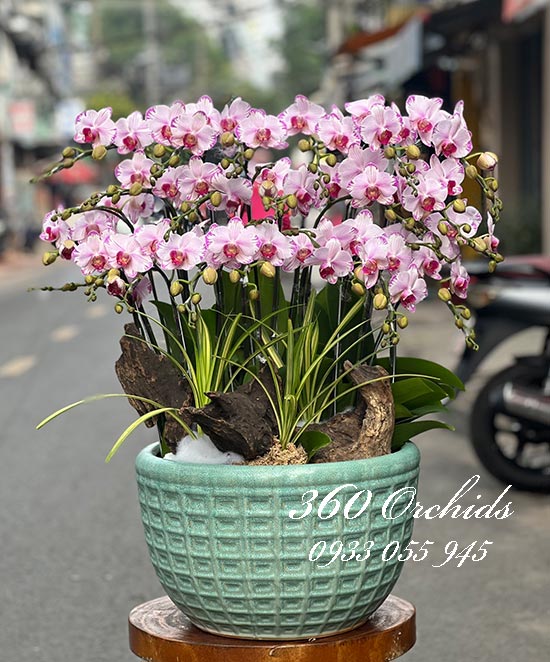 Chậu lan hồ điệp mini - Tình yêu nhỏ bé