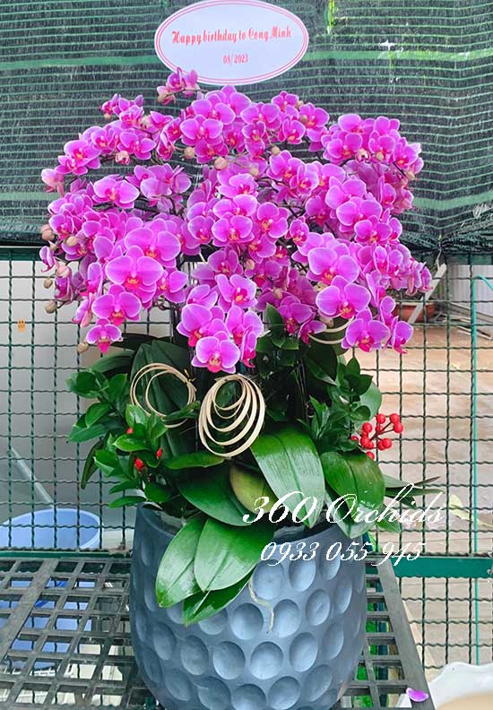 Chậu lan hồ điệp mini - Hương hoa thơm ngát