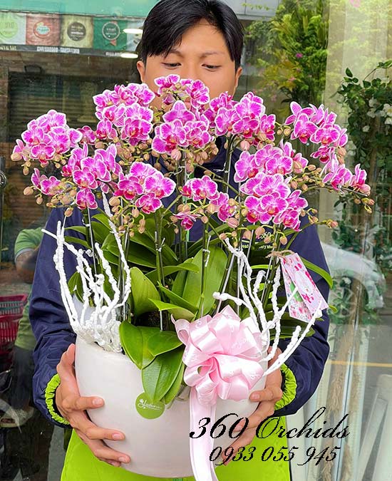 Chậu lan hồ điệp mini - Sắc màu tin yêu