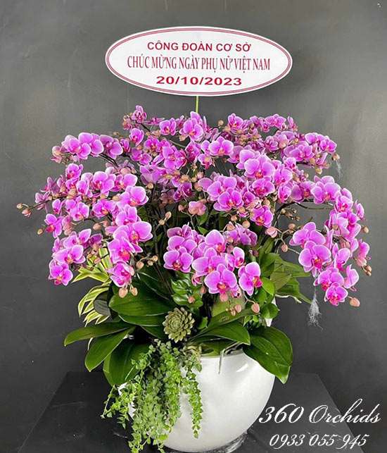 Chậu lan hồ điệp mini - Một đời hạnh phúc