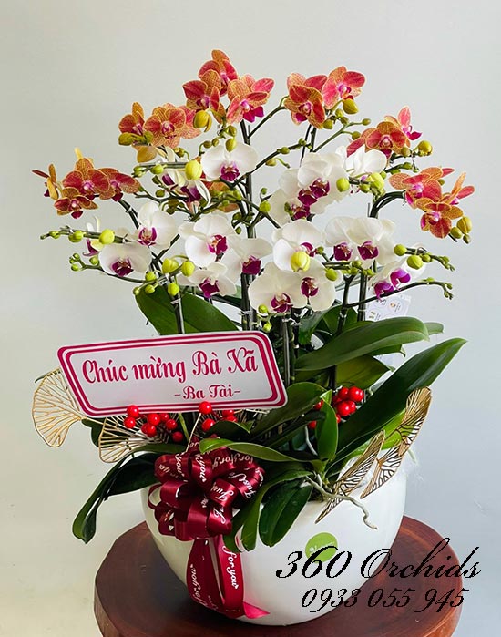 Chậu lan hồ điệp mini - Vẻ đẹp thanh cao