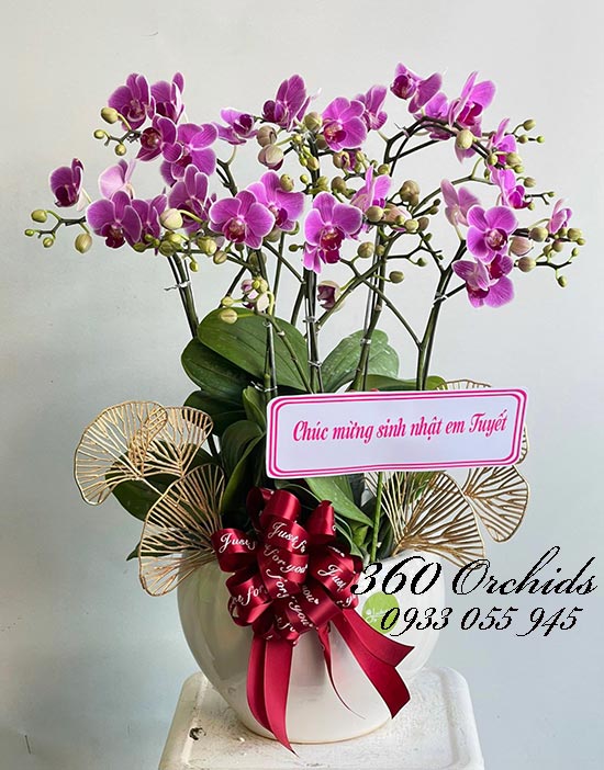 Chậu lan hồ điệp mini - Mãi yêu đời