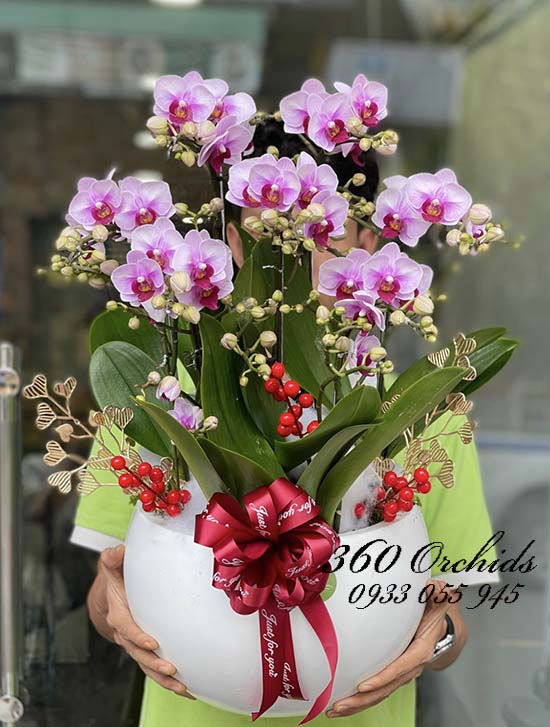 Chậu lan hồ điệp mini - Xinh tươi