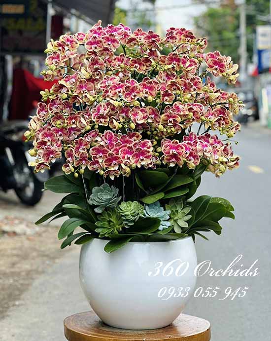 Chậu lan hồ điệp mini - Gặt hái thành công