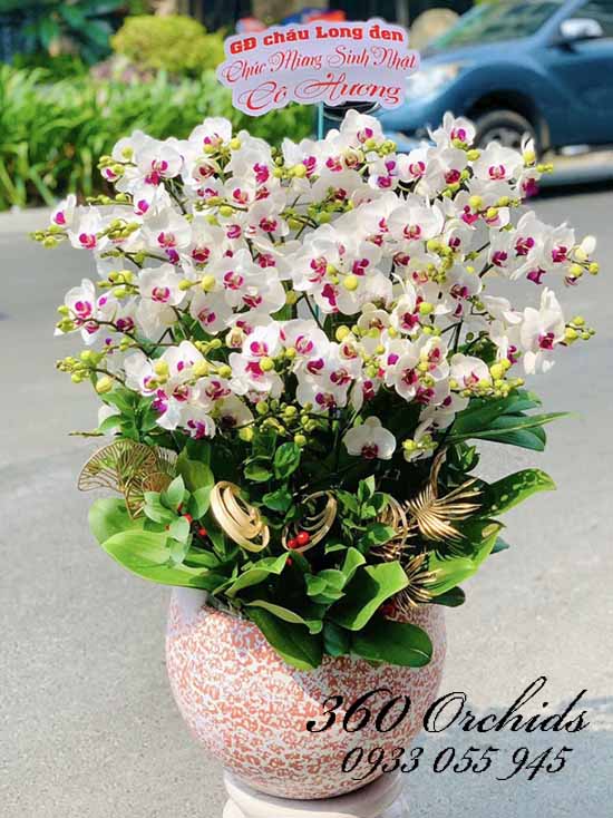 Chậu lan hồ điệp mini - Hương sắc tài lộc