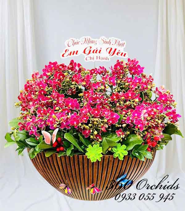Chậu lan hồ điệp mini - Sung túc yên vui