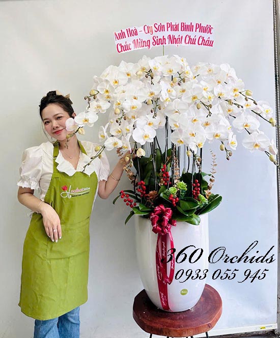 Chậu lan hồ điệp trắng - Tài vận tươi sáng