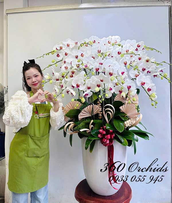 Chậu lan hồ điệp trắng - Cuộc sống an lành