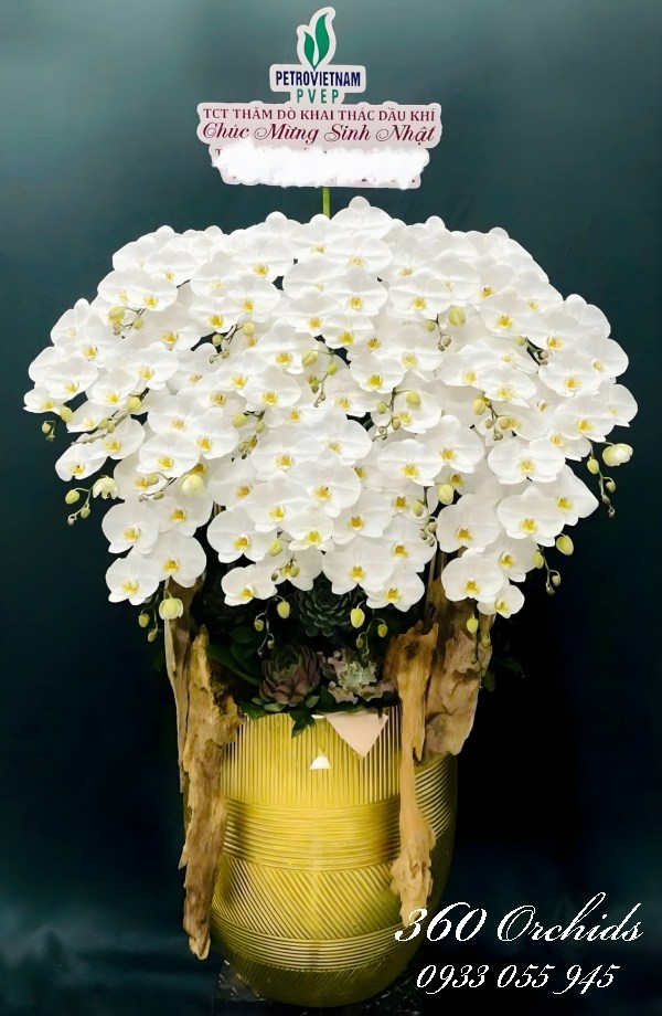 Chậu lan hồ điệp trắng - Kim mộc cát tường