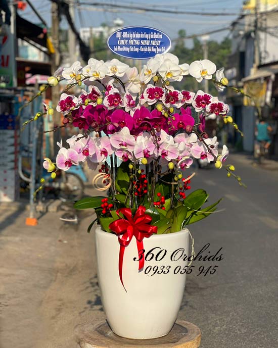 Chậu lan hồ điêp khoe sắc