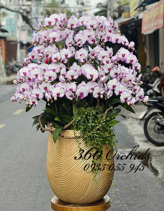 Chậu lan hồ điệp tím - Lộc tài vô biên