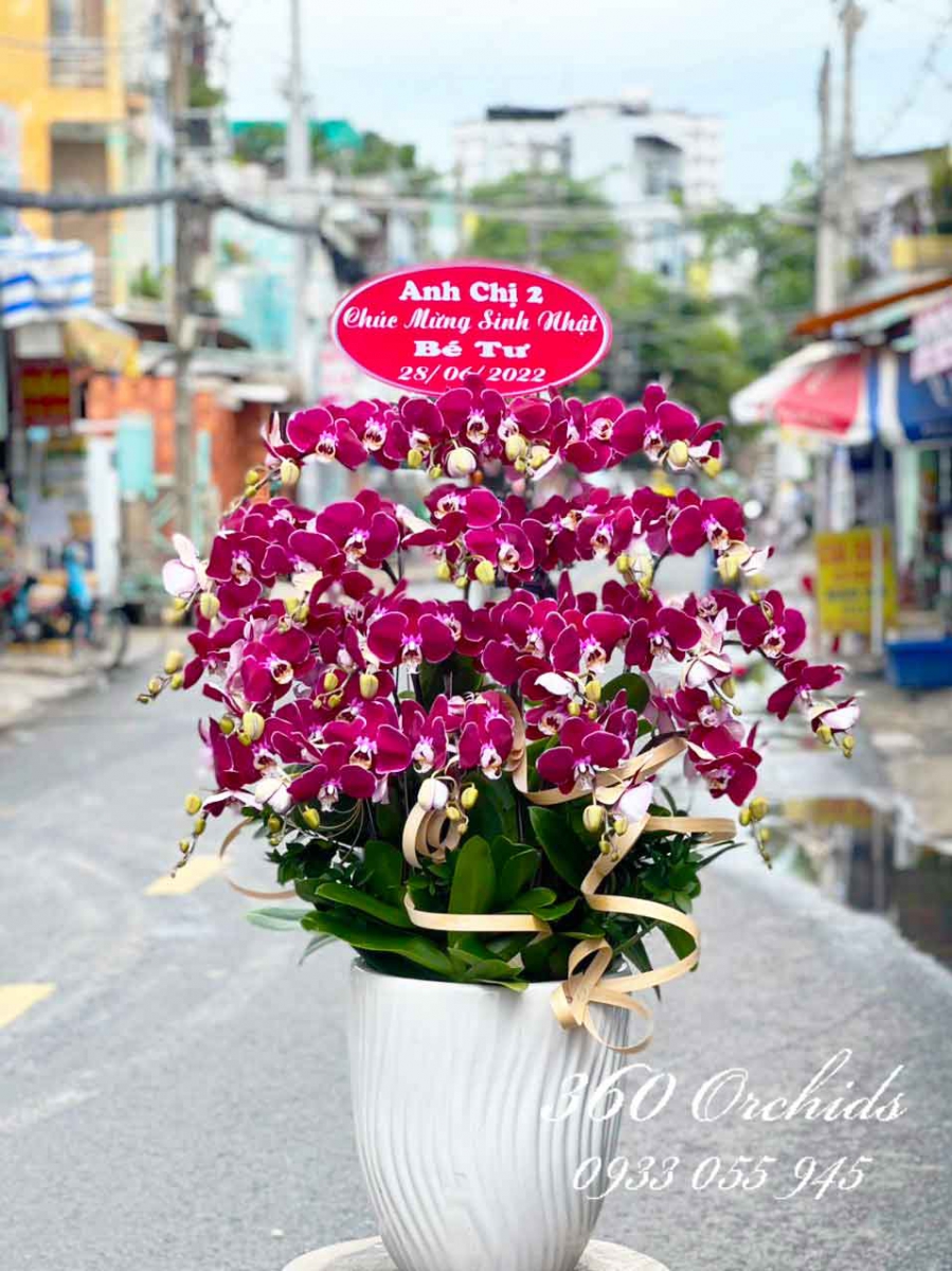 Lan hồ điệp đỏ đô châu