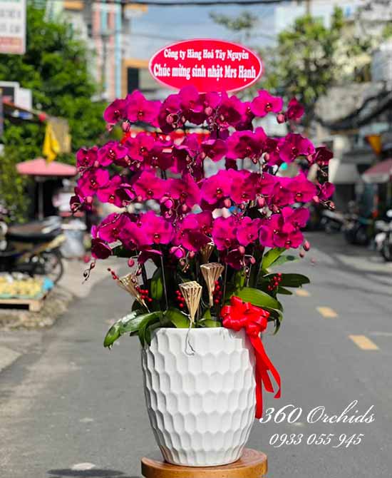 Chậu lan hồ điệp tím - Vạn điều may