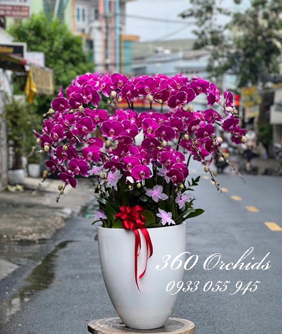Chậu lan hồ điệp tím - Phút an yên