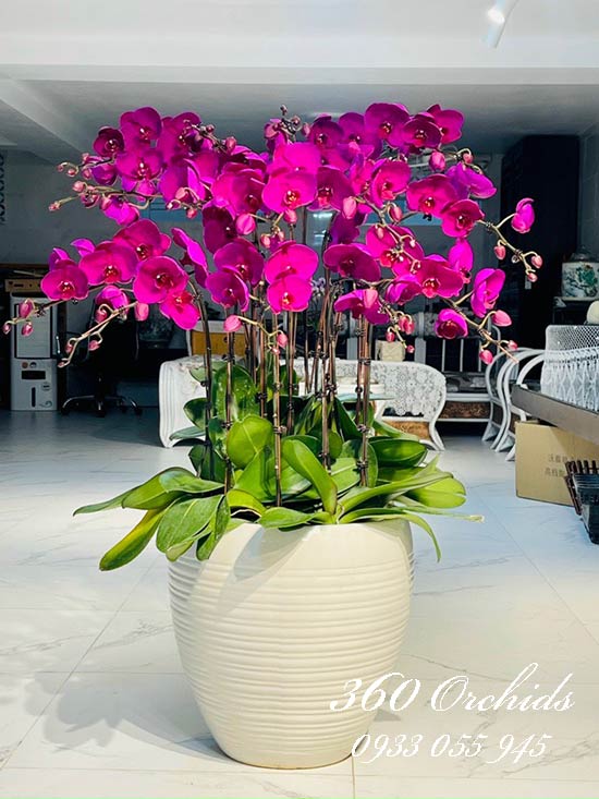 Chậu lan hồ điệp tím - Sắc xinh