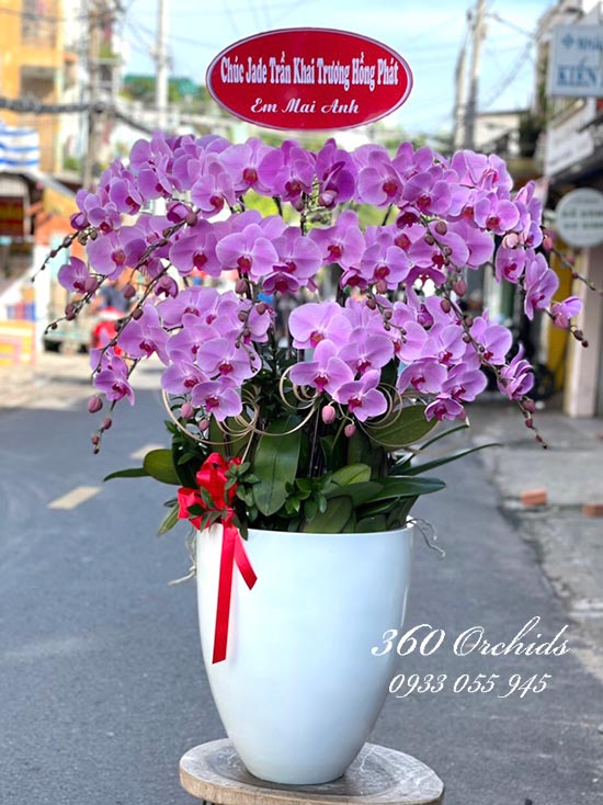 Chậu lan hồ điệp hồng - Tiền tài đại cát