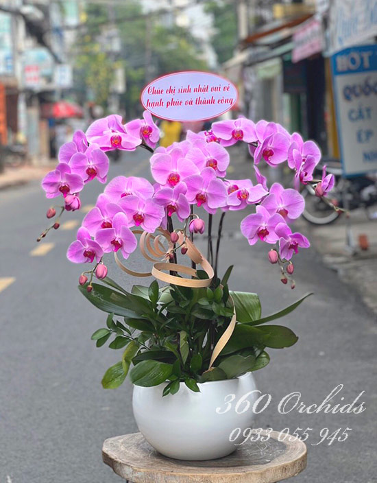 Chậu lan hồ điệp hồng - Phú quý
