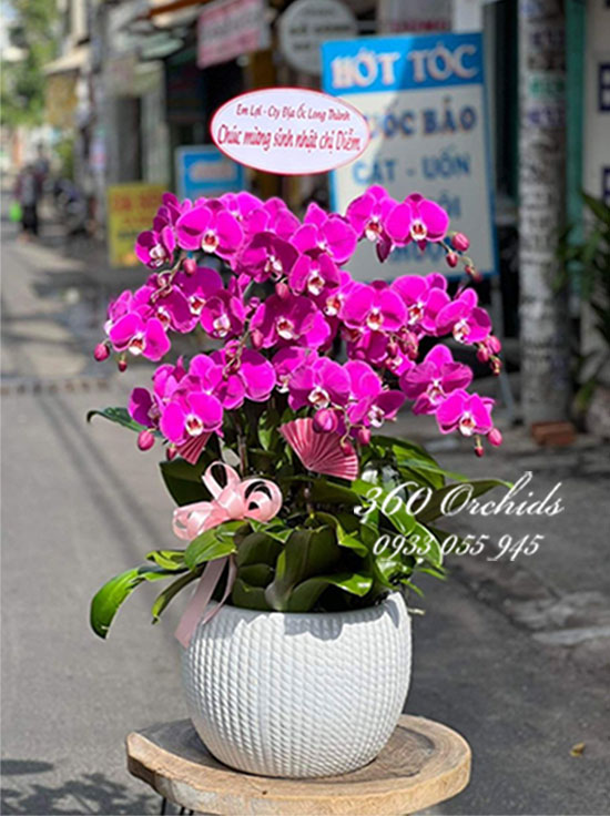 Chậu lan hồ điệp tím - Mãi bền lâu