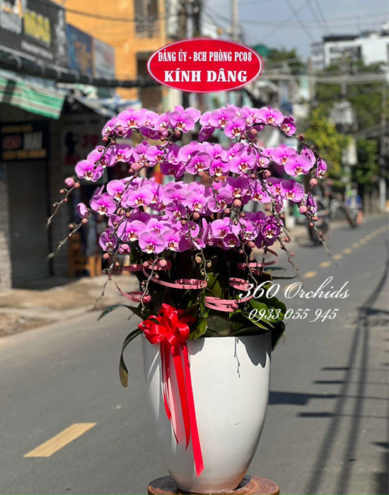 Chậu lan hồ điệp hồng - Giao mùa ngày thu