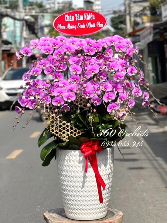 Chậu lan hồ điệp hồng - Hạnh phúc muôn màu