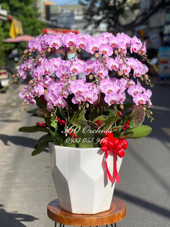 Chậu lan hồ điệp hồng - Thu hồng