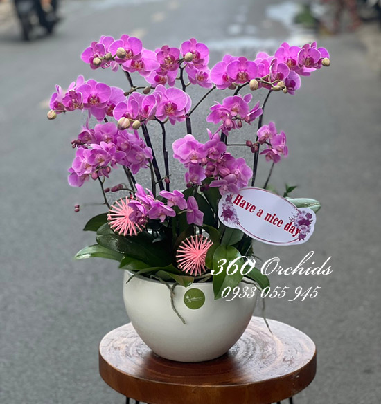 Chậu lan hồ điệp mini - Ngày tươi đẹp