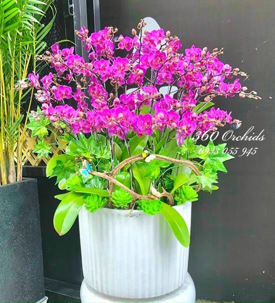 Chậu lan hồ điệp mini - Kỳ vọng vươn xa