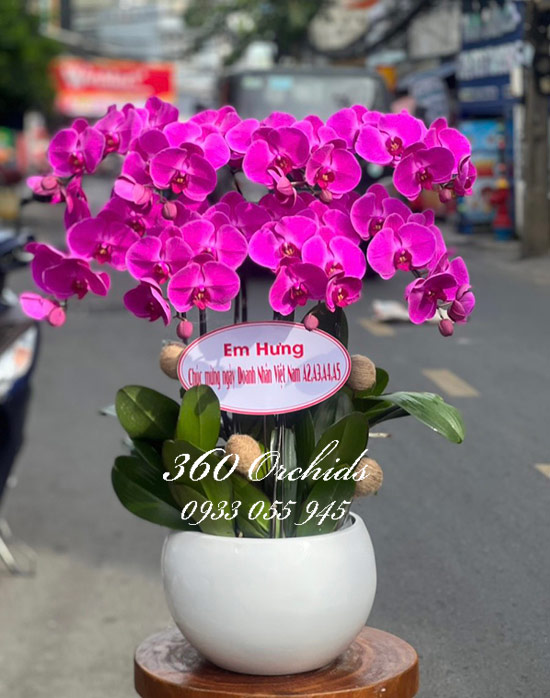Chậu lan hồ điệp tím - Tiền tài vô biên