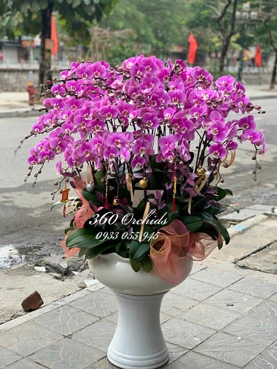 Chậu lan hồ điệp hồng - Vạn sự đại cát