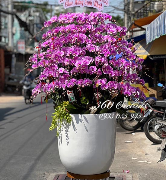 Chậu lan hồ điệp hồng - Xuân rộn ràng