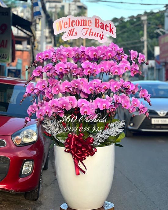 Chậu lan hồ điệp hồng - Vẻ đẹp dịu dàng