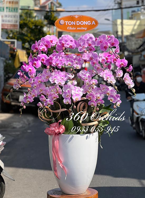 Chậu lan hồ điệp hồng - Điều tuyệt vời nhất