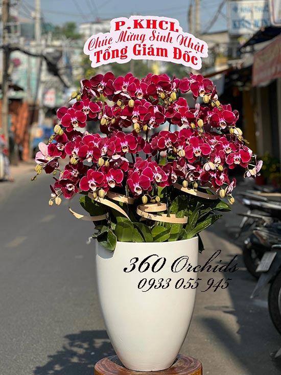 Chậu lan hồ điệp đỏ cherry - Đỉnh cao danh vọng