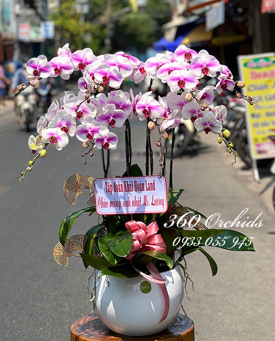Chậu lan hồ điệp hồng - Tương lai tươi sáng