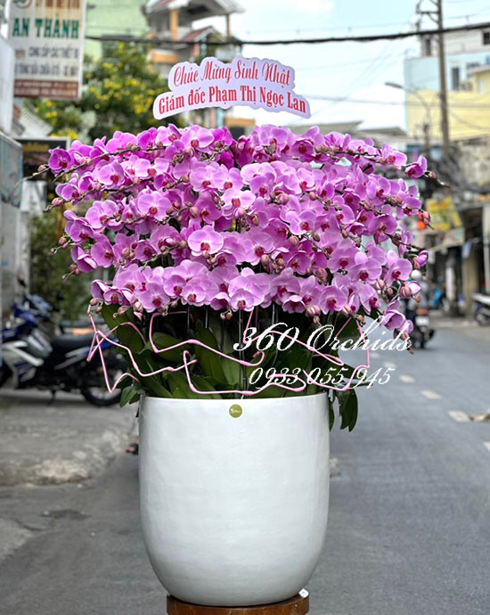 Chậu lan hồ điệp hồng - Ước vọng tươi đẹp
