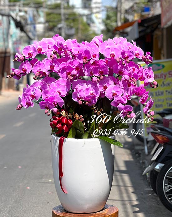 Chậu lan hồ điệp hồng - Hạnh phúc vẹn tròn