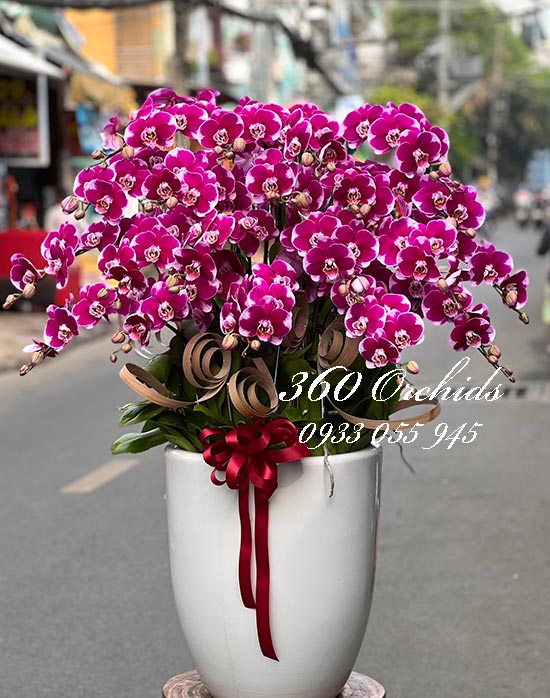 Chậu lan hồ điệp tím - Đỉnh cao danh vọng