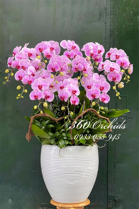 Chậu lan hồ điệp hồng - Sắc hương dịu dàng