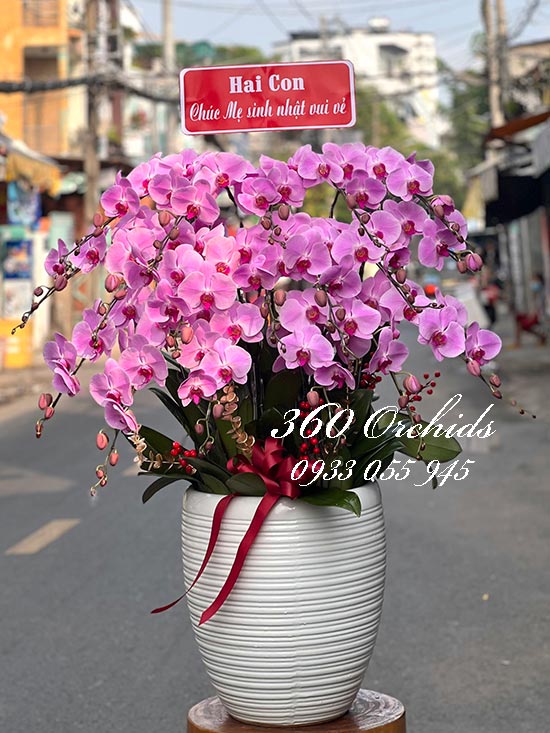 Chậu lan hồ điệp hồng - Hạnh phúc một đời
