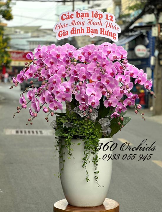 Chậu lan hồ điệp hồng - Cuộc sống hạnh phúc