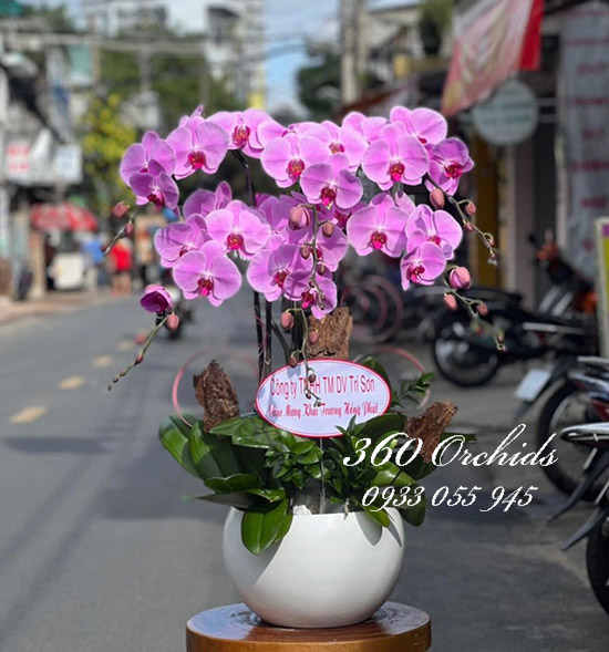 Chậu lan hồ điệp hồng - Yêu thương tràn đầy