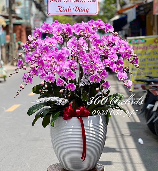 Chậu lan hồ điệp hồng - Hạnh phúc tuyệt vời