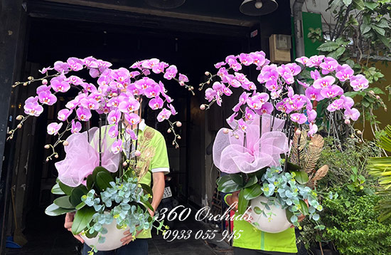 Chậu lan hồ điệp hồng - Tình thương mến