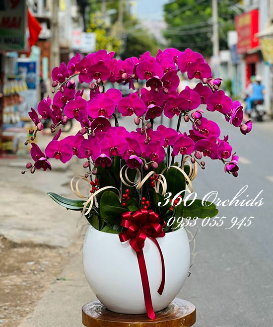 Chậu lan hồ điệp tím - Sắc đẹp vương giả