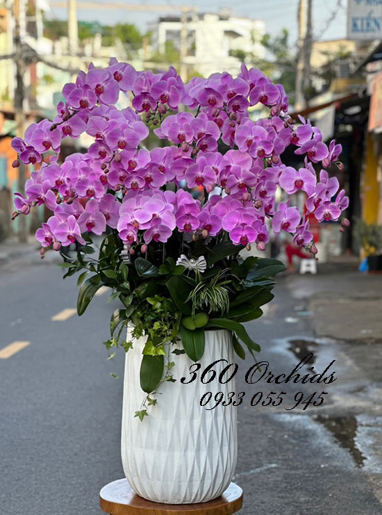 Chậu lan hồ điệp hồng - Yêu đời yêu người