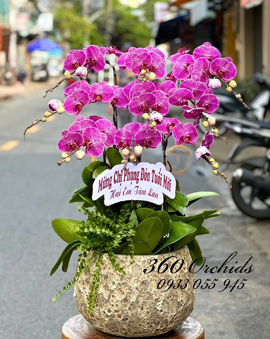 Chậu lan hồ điệp tím - Ngày hạnh phúc