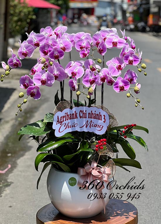 Chậu lan hồ điệp hồng - Hành trình rực rỡ