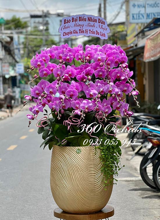 Lan hồ điệp hồng - Sung túc an khang